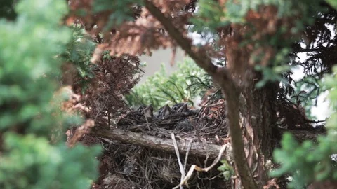 Robin feeds three chicks in nest built in cedar tree Stock Footage 128079024