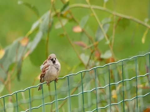 Robin in the fence Stock-Footage 73681798