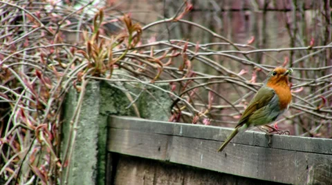 Robin on fence with insect Stock Footage 28749457