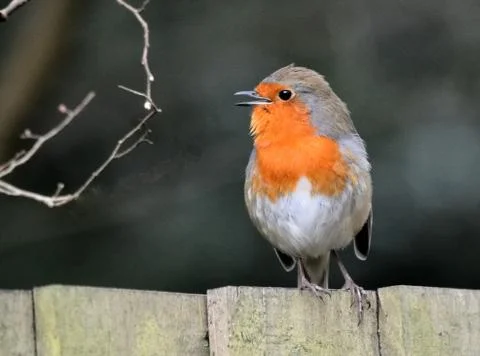 Robin on the Fence Stock Photos