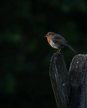 Robin on a fence Foto stock