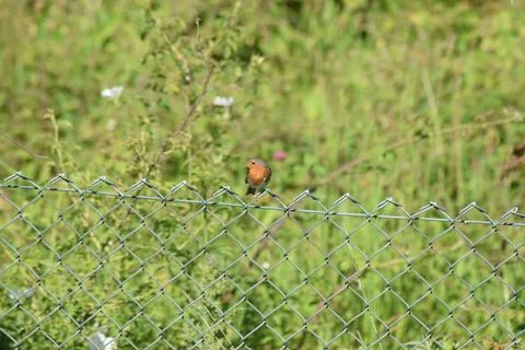 Robin on a fence Stock Photos