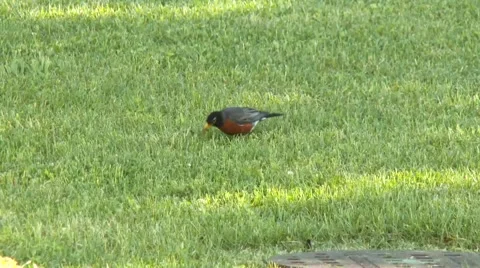 Robin Finding a Worm Stock Footage 50217166