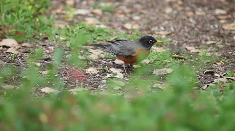 Robin finds a large grub Stock Footage 47967781