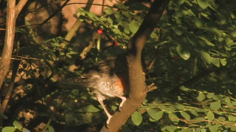 Robin Fledgling Stock Footage 125654