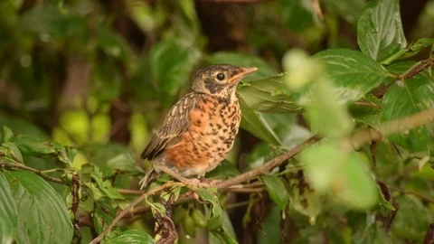 Robin Fledgling Stock Footage 98148947