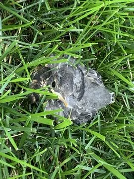 Robin Fledgling on the ground Stock Photos