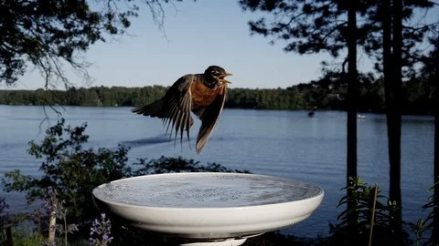 Robin flies away from a bird bath by a lake. Video stock 99753399