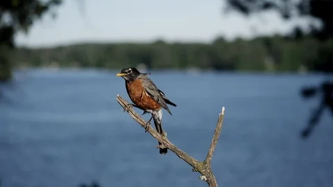 Robin flies away from a perch by a lake. Video stock 99753528