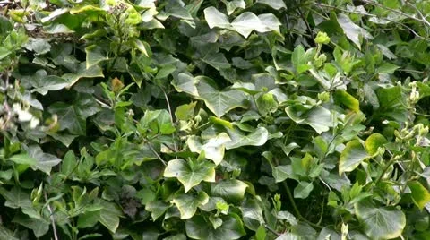 Robin flies quickly in and out of nest Video stock 20432570