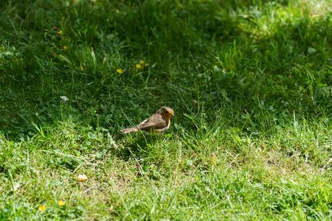 Robin with food. Fotos de archivo