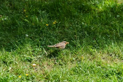 Robin with food. Stock Photos