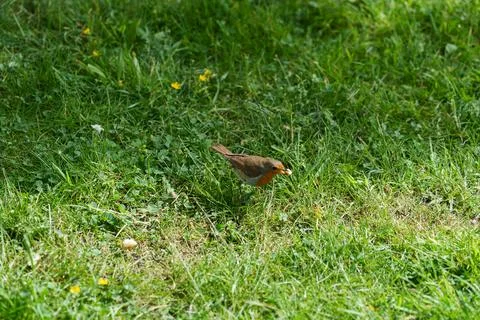 Robin with food. Stockfoto's