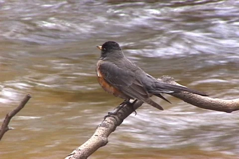 Robin Video stock 819979