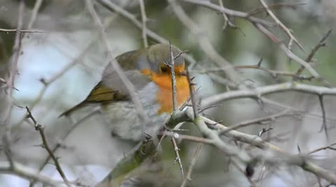 Robin Stock Footage 10741680