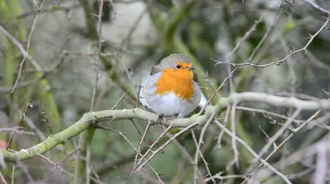 Robin Stock Footage 10741997