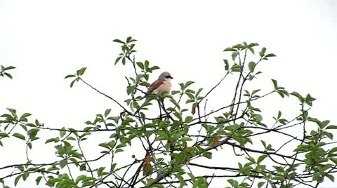 Robin Stock Footage 11189979