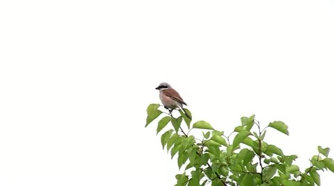 Robin Stock Footage 11189985