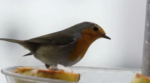 Robin Stock Footage 22173920