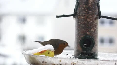 Robin Stock Footage 22178411