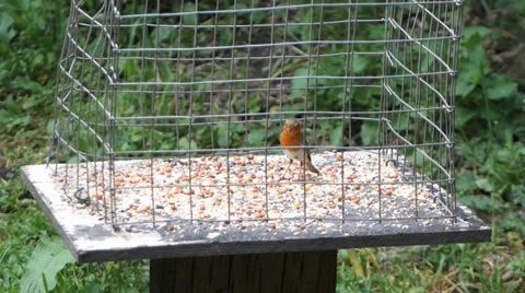 Robin Видео 39575367