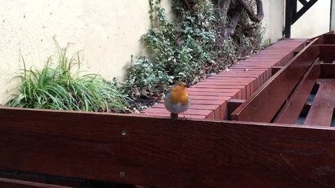 Robin. Stock Footage 84608301