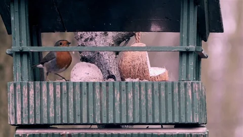 A robin Stock Footage 102805444