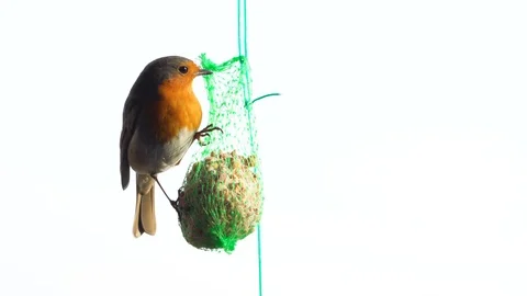 Robin Stock Footage 123060925