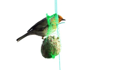 Robin Stock Footage 123061149