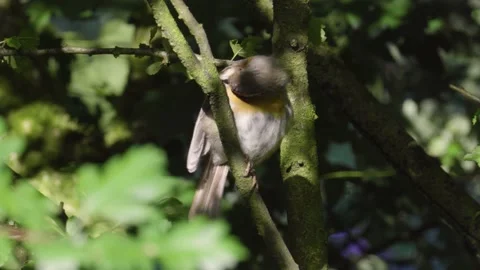 Robin Stock-Footage 133532932