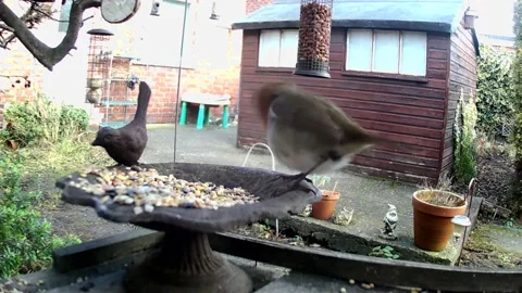 Robin Stock Footage 235914147