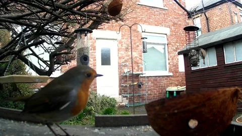 Robin Stock Footage 236386400