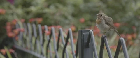 ROBIN Stock Footage 273476874