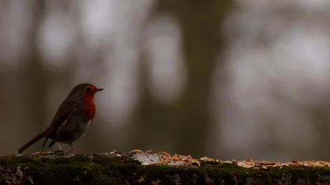 Robin Stock Footage 330397125