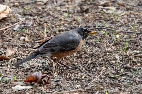 Robin Foraging Stock Photos