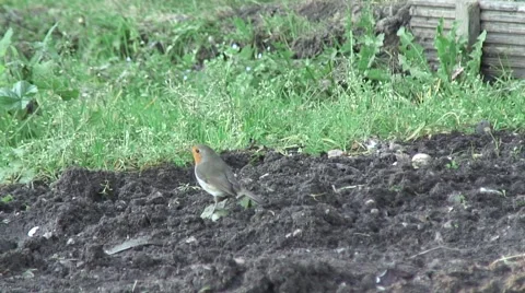 Robin on fresh weeded allotment 06 Video stock 44041110