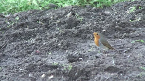 Robin on fresh weeded allotment 07 Stock-Footage 44041590