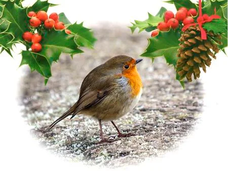 Robin on frosty ground Stock Illustration