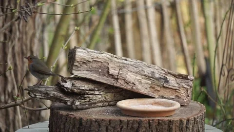 Robin in the garden at the feeding station in spring Video stock 160338154