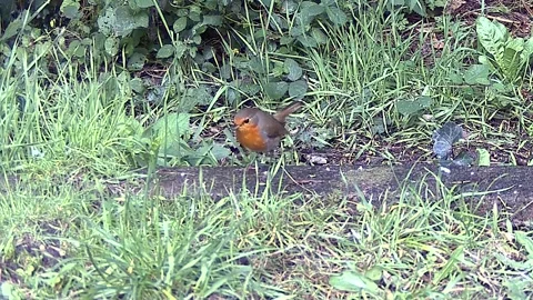 Robin  in garden  foraging - robing  red  brest  christmas  bird Stock Footage 321608949