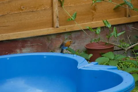 Robin In Garden Stock-Fotos