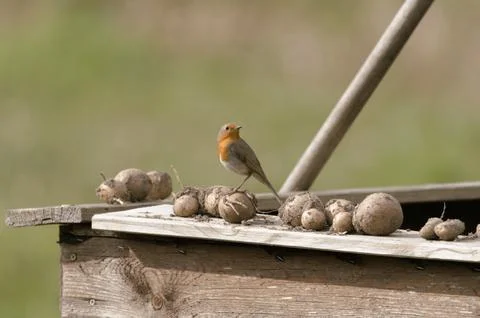 Robin in the garden Stock Photos