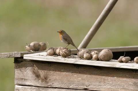 Robin in the garden Stock Photos
