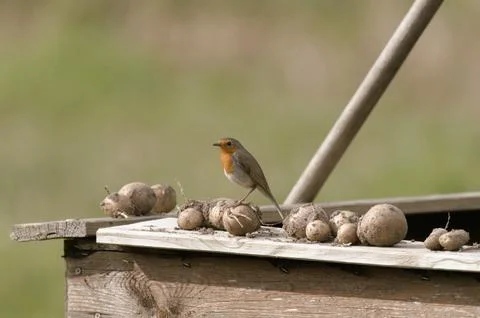 Robin in the garden Stock Photos