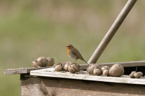 Robin in the garden Stock Photos