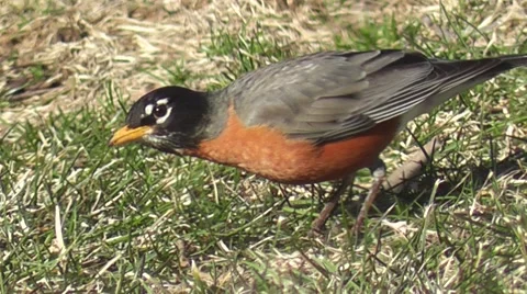 Robin getting a Worm Stock Footage 2372851