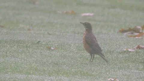 Robin on a golf course in the morning Stock Footage 239919283