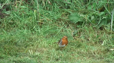 Robin on grass 01 Stock Footage 44041530
