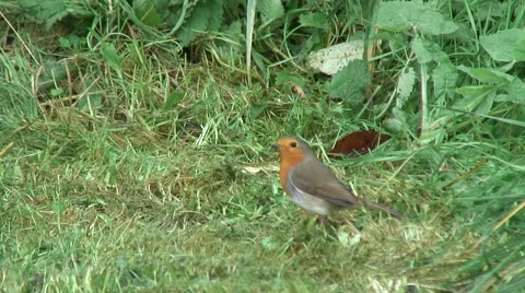 Robin on grass 02 Stock Footage 44041152