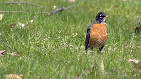 Robin in Grass 1 Stock Footage 4855825